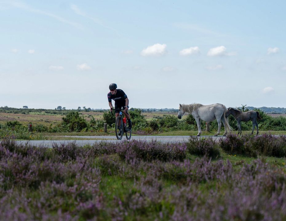 riding through past new forest ponies